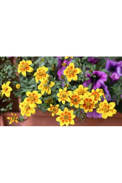 Bidens ferulifolia з рясним золотистим цвітінням
